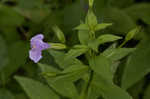 Allegheny monkeyflower